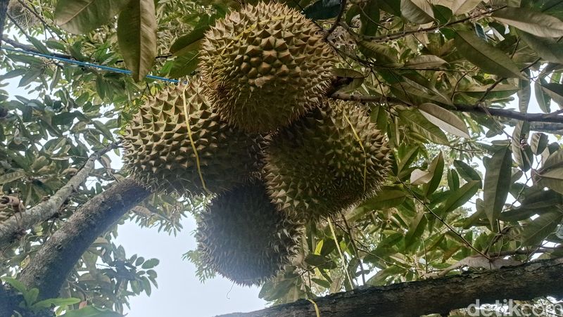 Wisata durian di lereng Gunung Bromo