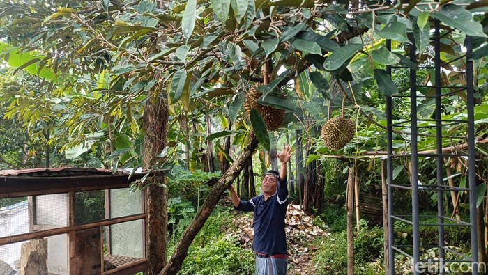 Wisata durian di lereng Gunung Bromo