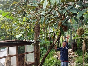 Serunya Mencicipi 27 Jenis Durian di Lereng Gunung Bromo