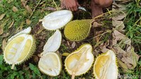 Pengelola juga memperlihatkan proses penurunan durian matang dari pohon menggunakan tali, sehingga kualitas buah tetap terjaga karena masak secara alami di pohon.