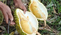Sebelum menyantap durian, pengunjung diajak berkeliling kebun untuk mengenal beragam jenis durian beserta karakteristiknya.
