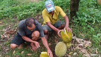 Kawasan wisata ini tersedia sekitar 27 jenis durian, mulai dari Musang King, Bawor, Durian Hitam, Matahari, Sunan, hingga durian lokal khas lereng Gunung Bromo. Total terdapat sekitar 250 pohon durian yang ditanam di lahan seluas 2,5 hektare.