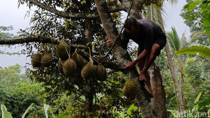 Wisata durian di lereng Gunung Bromo