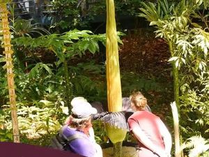Bunga Bangkai Endemik Indonesia Mekar di Adelaide, Pengunjung Antre 2,5 Jam