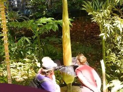 Bunga Bangkai Indonesia Mekar di Australia, Ribuan Orang Heboh Antre