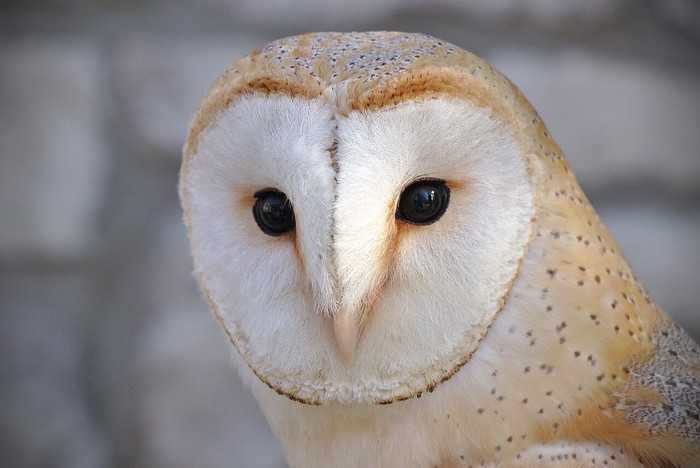 Burung hantu Tyto alba.