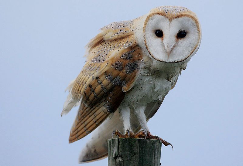 Burung hantu Tyto alba. Burung hantu Tyto alba.