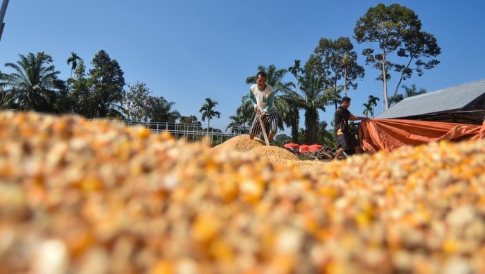 Pekerja memindahkan jagung pipil untuk diolah menjadi pakan ternak di tempat penjemuran padi Nagari Salareh Aia, Palembayan, Agam, Sumatera Barat, Minggu (25/1/2026). Petani di daerah itu memilih beralih menanam jagung yang dapat tumbuh di tanah kering tanpa air sebagai mata pencaharian utama karena banyak sawah yang rusak dan irigasi yang tertimbun lumpur akibat banjir bandang pada November 2025. ANTARA FOTO/Iggoy el Fitra