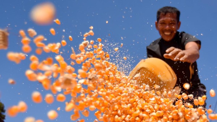 Pekerja memindahkan jagung pipil untuk diolah menjadi pakan ternak di tempat penjemuran padi Nagari Salareh Aia, Palembayan, Agam, Sumatera Barat, Minggu (25/1/2026). Petani di daerah itu memilih beralih menanam jagung yang dapat tumbuh di tanah kering tanpa air sebagai mata pencaharian utama karena banyak sawah yang rusak dan irigasi yang tertimbun lumpur akibat banjir bandang pada November 2025. ANTARA FOTO/Iggoy el Fitra