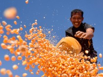 Irigasi Rusak, Jagung Jadi Andalan Petani Palembayan