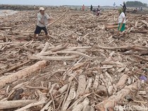 Gelondongan Kayu Penuhi Pantai Larangan Tegal Usai Banjir Bandang Guci