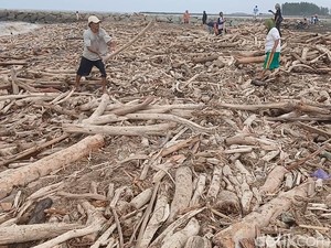 Gelondongan Kayu Penuhi Pantai Larangan Tegal Usai Banjir Bandang Guci