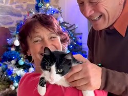 Viral Kucing Peliharaan Tempuh 250 KM Lintas Negara Demi Pulang ke Rumah