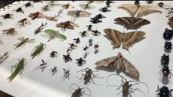 Museum Serangga di Bengkulu, Ada Spesies Serangga Baru Endemik