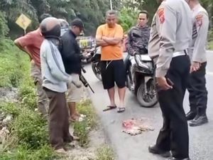 Video: Viral Anak Harimau Disebut Mati Terlindas di Sumut, Ini Kata BKSDA