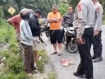 Video: Viral Anak Harimau Disebut Mati Terlindas di Sumut, Ini Kata BKSDA