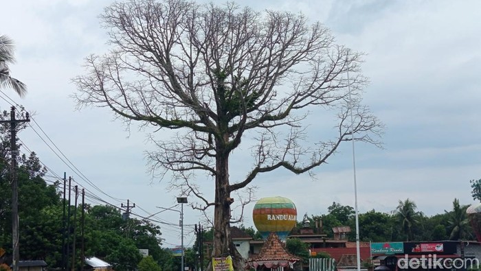 Randu Alas Raksasa Tuksongo Borobudur Ditebang Hari Ini