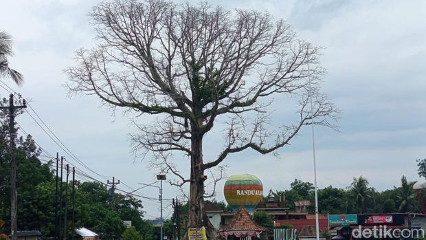 Pohon randu alas yang menjadi ikon Desa Tuksongo, Kecamatan Borobudur, Kabupaten Magelang, Minggu (25/1/2026).
