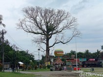 Randu Alas Raksasa Tuksongo Borobudur Ditebang Hari Ini