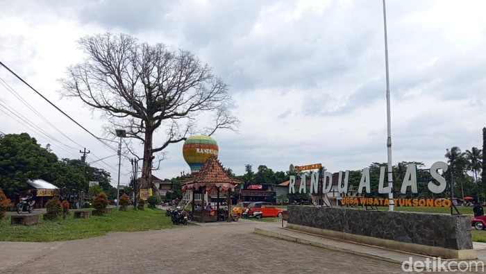 Pohon randu alas yang menjadi ikon Desa Tuksongo, Kecamatan Borobudur, Kabupaten Magelang, Minggu (25/1/2026).