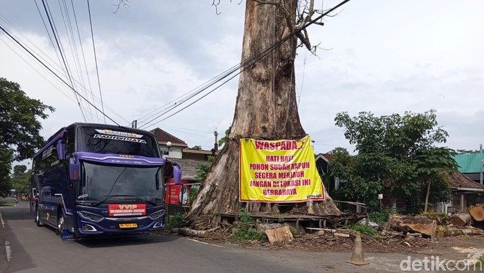 Pohon randu alas yang menjadi ikon Desa Tuksongo, Kecamatan Borobudur, Kabupaten Magelang, Minggu (25/1/2026).