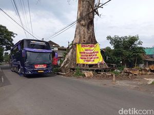 Pohon Randu Alas Raksasa 250 Tahun di Borobudur Bakal Ditebang Besok