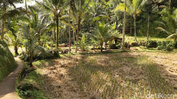 Suasana persawahan di sekitar Kubon Coffee, Tegallalang, Gianyar, Bali, Sabtu (24/1/2026). (Foto: Aryo Mahendro/detikBali) Suasana persawahan di sekitar Kubon Coffee, Tegallalang, Gianyar, Bali, Sabtu (24/1/2026). (Foto: Aryo Mahendro/detikBali)
