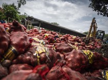 120 Ton Bawang Bombai Ilegal Dimusnahkan di Semarang