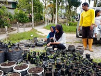 Misi Karang Taruna Pamusian Sulap Pekarangan Jadi Cuan dari Urban Farming