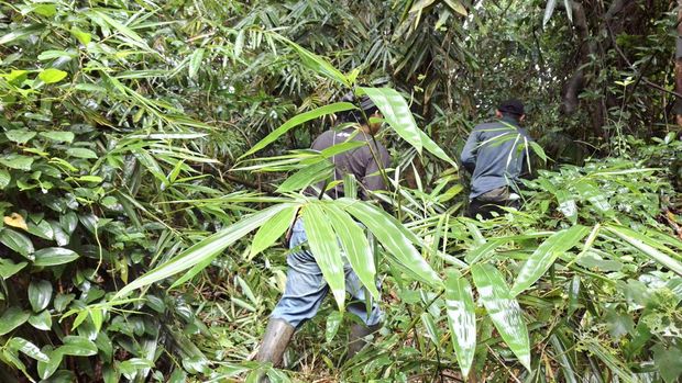 Hutan bambu Tahura Depok