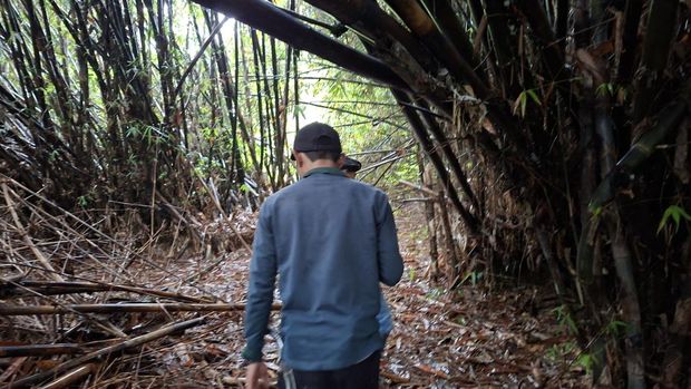 Hutan bambu Tahura Depok