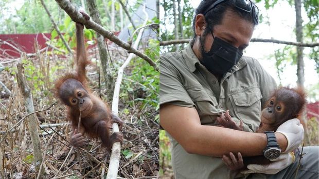 Bayi orang utan Jack dipangku artis Ramon Y Tungka di PPS Longsam, Kampung Merasa, Berau Bayi orang utan Jack dipangku artis Ramon Y Tungka di PPS Longsam, Kampung Merasa, Berau.