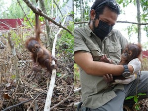 Kabar Terkini Bayi Orang Utan yang Terluka dan Stres di Kebun Sawit Kutim