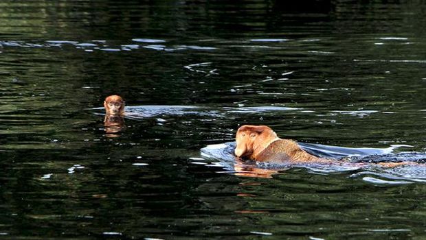 Bekantan perenang di Kalimantan.