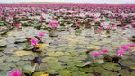 Efek Lisa BLACKPINK, Danau Pink Thailand Jadi Ramai