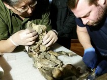 Jejak Badak Berbulu dari Zaman Es Terakhir, Ada di Dalam Perut Anak Serigala