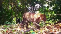 Macan Tutul Gunung Sanggabuana Terekam Pincang, Diduga Ulah Pemburu Liar