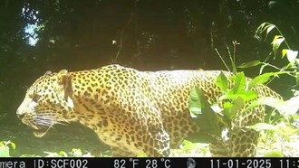 5 Terduga Pemburu Macan Tutul di Sanggabuana Dibekuk Polda Jabar