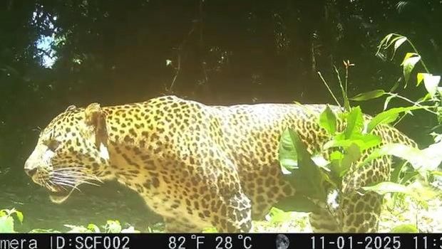 Macan tutul jawa yang terekam pincang di hutan Pegunungan Sanggabuana
