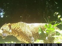 Polisi Sita Senpi Rakitan dari Pemburu Liar di Gunung Sanggabuana