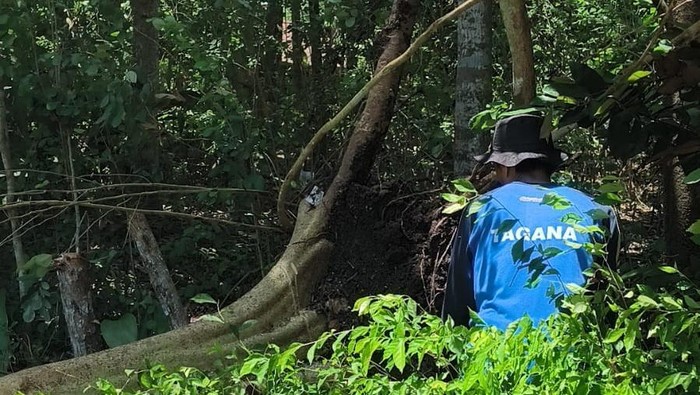 Pohon roboh akibatkan satu orang tewas di Desa Sumberbulus, Kecamatan Ledokombo, Jember