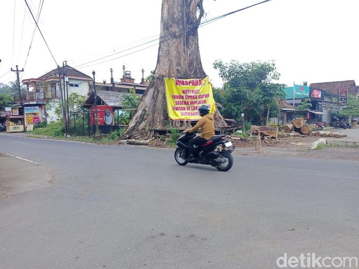 Penampakan pohon randu alas di Tuksongo, Borobudur, Magelang yang kering, Senin (26/1/2026).