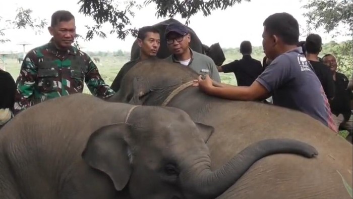 Pagar Way Kambas Dibangun, TNI Turun Tangan Redam Konflik Warga-Gajah