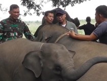 Pagar Way Kambas Dibangun, TNI Turun Tangan Redam Konflik Warga-Gajah