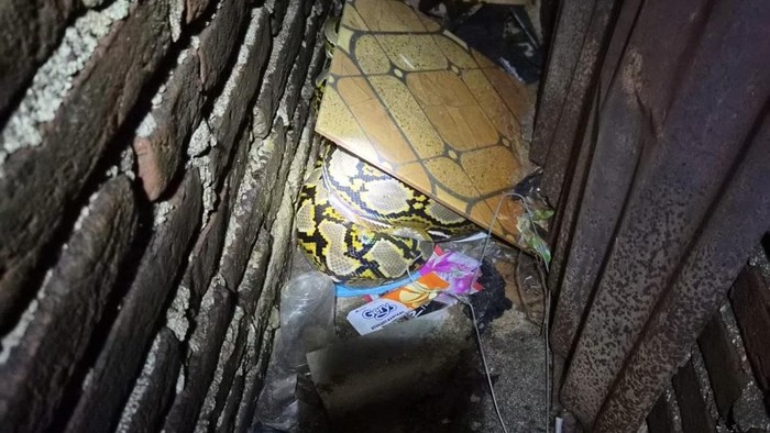 Ular Piton 5 Meter Berkeliaran di Rumah Warga Lae-lae Makassar Ditangkap