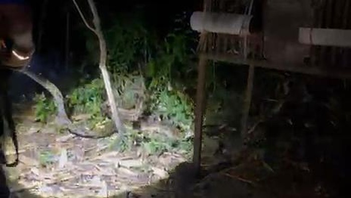 Ular sanca besar ditangkap usai mangsa ayam di Gunungkidul, Senin (26/1/2026).