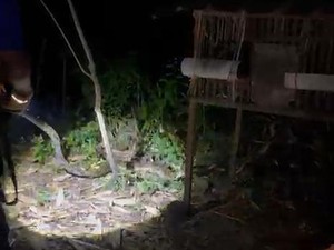 Sanca 2,7 Meter Ditangkap Usai Tepergok Mangsa Ayam di Wonosari Gunungkidul