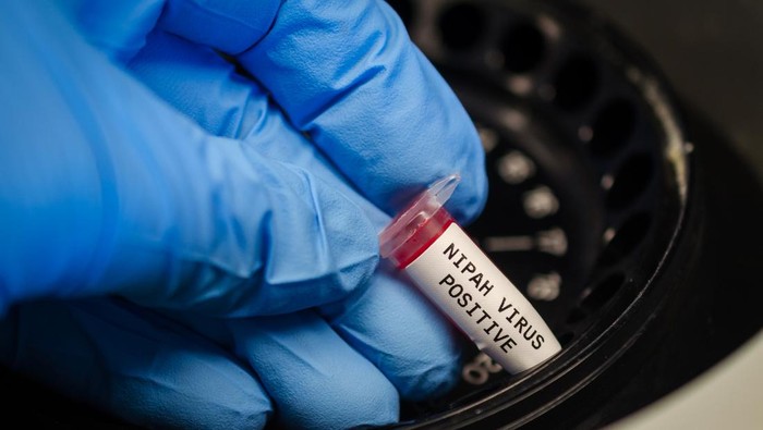 Kata Peneliti BRIN, Virus Nipah Terdeteksi pada Hewan Ini di RI