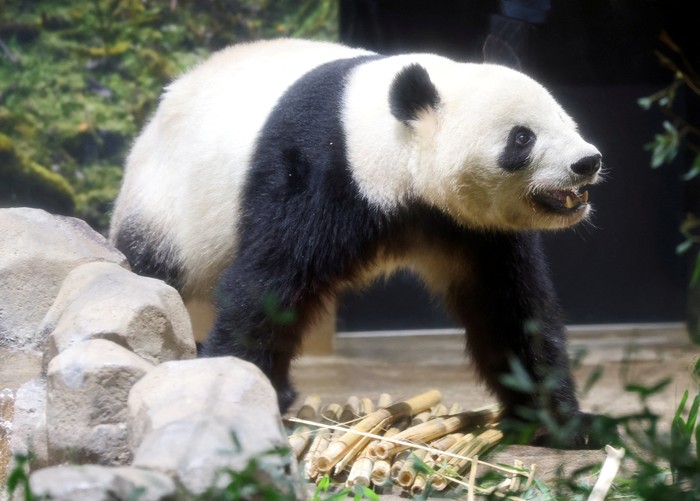 FILE PHOTO: Visitors flock to see four-year-old female giant panda Lei Lei at Ueno Zoo during the last viewing day before the planned return of twin giant pandas Xiao Xiao and Lei Lei to China, in Tokyo, Japan, January 25, 2026. REUTERS/Issei Kato/Fi