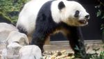 Momen Warga Jepang Berpamitan dengan Panda Raksasa Terakhir
